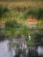 Heron and white egret in a marshy wetland on summer day.