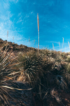 Sotol in Franklin Mountains State Park in El Paso, Texas