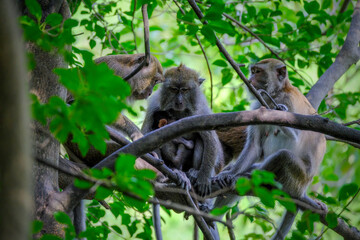 Longtailed macaque on the tree