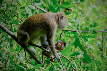 Long tailed macaque on the tree