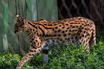 African Serval, Leptailurus Serval Walking