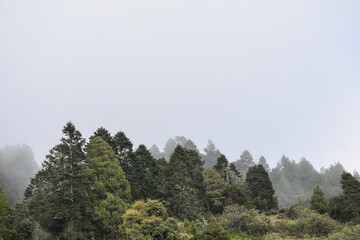 Foggy Forest landscape of the town of Benito Juarez, Oaxaca, Mexico