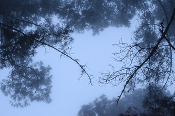 Pine trees in foggy forest in the Mountains, Oaxaca, Mexico.