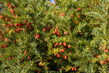 Close-up of yew tree branches