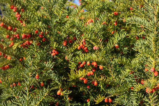 Close-up of yew tree branches