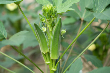 Obraz premium Okra plant or Lady's Finger vegetable trees in farm agricultural gardens. 