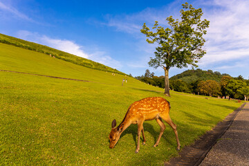 The deer are freely roaming around in Nara park, Japan