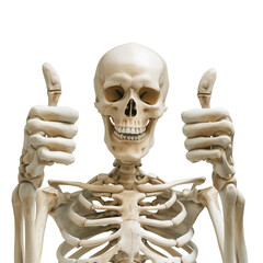 Skeleton thumbs up isolated on transparent background, skeleton png