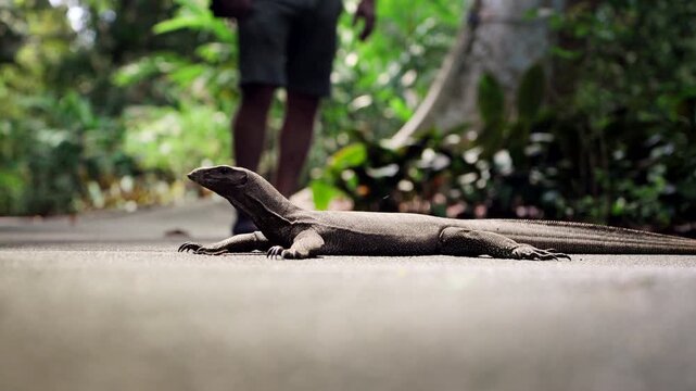 Malayan Water Monitor Lizard Across Pathways In Singapore Botanic Gardens. Selective Focus Shot