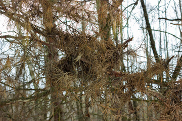 bird nest in tree