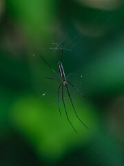 spider and spider web