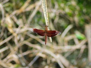 dragonfly in a gardon