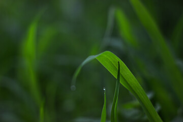 Close-up of a blade of grass covered with drops of morning dew