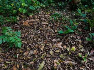 dry leaves scattered on the ground that had fallen from the trees