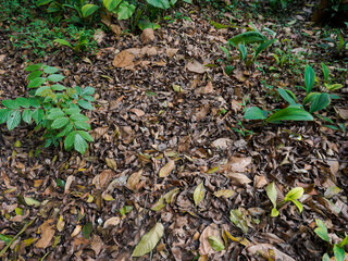 dry leaves scattered on the ground that had fallen from the trees