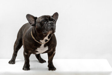 Portrait of a French bulldog close-up on a white background