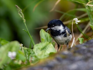森の中で地面に降りてエサを探しているヒガラ