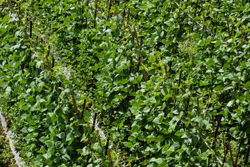 Background of lush green bean leaves in rice fields