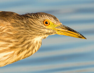 Black-crowned Night-Heron, juvenile, head shot. Moffett Channel, Sunnyvale Santa Clara County, California, USA.