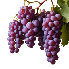 Fototapeta premium Multiple Purple Grape Bunches: Fresh Fruit Clusters for Harvest and Wine Production Concepts