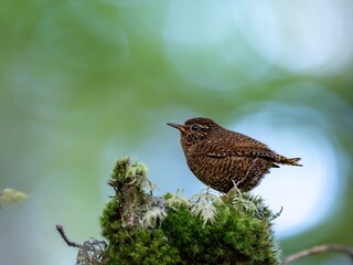 森の中の木陰で枯れ木の上に佇むミソサザイ