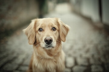 Obraz premium Puppy begging