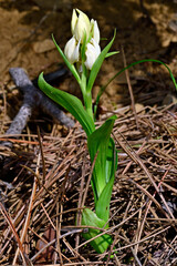 Weißes Waldvöglein // White helleborine (Cephalanthera damasonium) - Dragoman-Schutzgebiet, Bulgarien