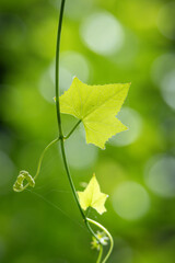 Macro photo of a fresh light green ivy gourd leaf with selective focus on the leaf veins and tiny dew drops on the leaf.