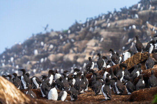 Common murre colony in Horn&oslash;ya, Easternmost Norway