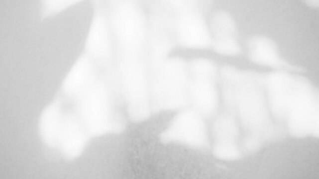 Shadow grey background wall Light white overlay abstract plant 4k backdrop mockup minimal summer wallpaper, blur nature spring autumn Video vintage branching floral,card holidays environment ecosystem