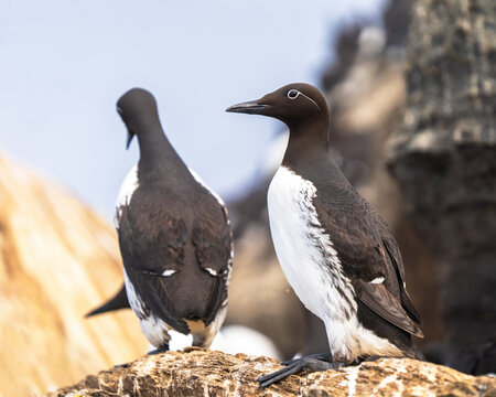 Common murre, Uria aalge, in Horn&oslash;ya, Norway