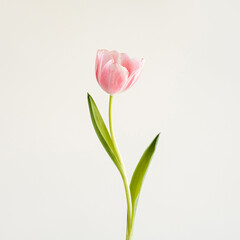 Elegant Pink Tulip Blooming with Green Leaves and Stem on Light Background. Floral, Spring, and Nature Theme. Perfect for Marketing, Design and Creative Project