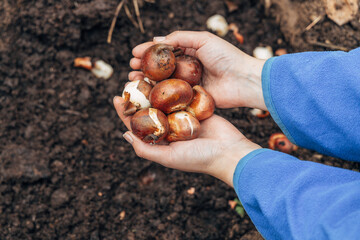 hands holding tulip bulbs before planting them in the ground