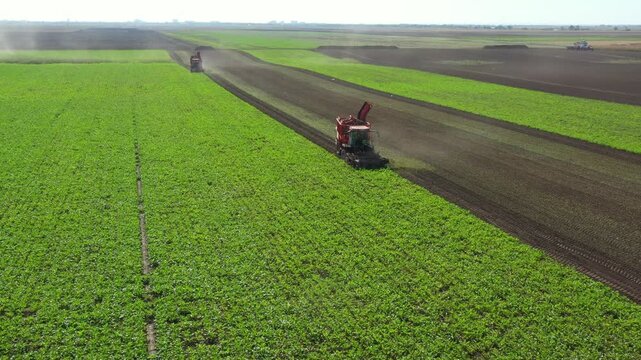 Above view dolly move over two agricultural machines, harvesters as cutting and harvesting together mature sugar beet roots at farm field, teamwork.