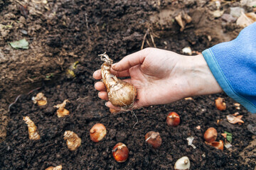 hands holding daffodil bulbs before planting in the ground