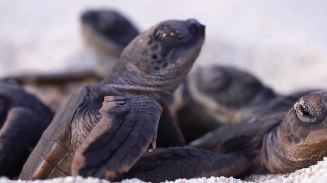 Closeup of green turtle hatchlings emerging together from nest on a beach