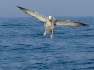 Fototapeta premium Fulmar, Fulmarus glacialis