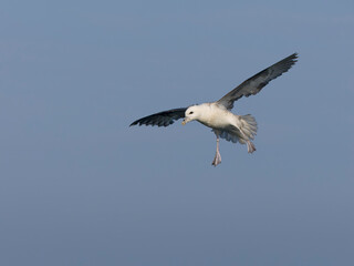 Fulmar, Fulmarus glacialis