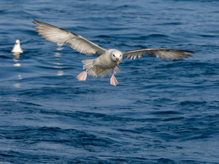 Fulmar, Fulmarus glacialis