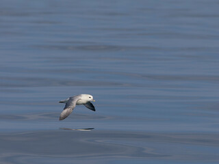 Fulmar, Fulmarus glacialis