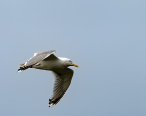 Scandinavian herring gull, Larus argentatus, in Hornøya, Norway