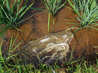 Top view of trash in the rice field on the sunny day. 