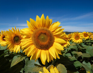 Obraz premium Bright yellow sunflowers in full bloom