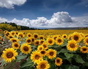 Bright yellow sunflowers in full bloom