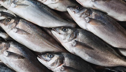 Obraz premium Freshly caught loup de mer lie next to each other in a symmetrical pattern as a background.