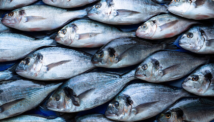 Obraz premium Freshly caught loup de mer lie next to each other in a symmetrical pattern as a background.