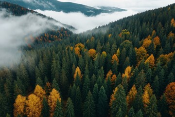 Autumn forest landscape. Multicolored trees. Natural colors. Beautiful wild forest. Wild northern nature. Travel