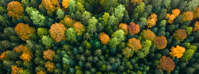 Naklejka premium Autumn forest landscape. Multicolored trees. Natural colors. Beautiful wild forest. Wild northern nature. Travel