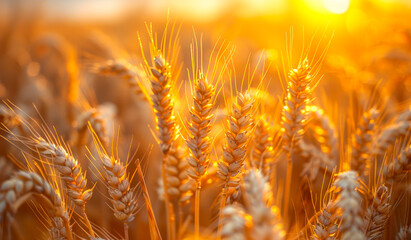 A field of golden wheat is in full bloom, with the sun shining brightly on the crop.
