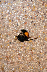 Dead Vespa tropica insect on the ground